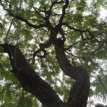 La Diferencia entre Ecología, Ambientalismo y Ecologismo